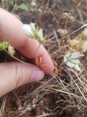 Sidalcea calycosa calycosa