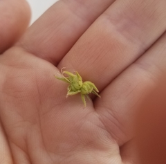 Sidalcea calycosa calycosa
