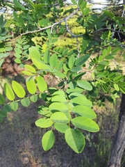 Robinia pseudoacacia