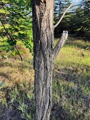 Robinia pseudoacacia