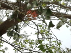 Psittacanthus mayanus