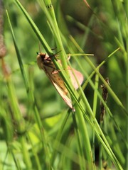 Diacrisia sannio