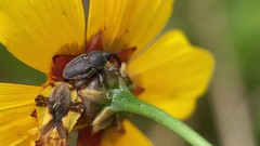 Odontocorynus salebrosus