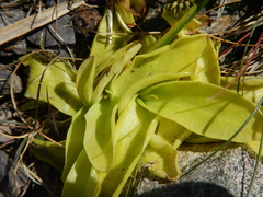 Pinguicula grandiflora