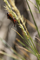Rhynocoris cuspidatus