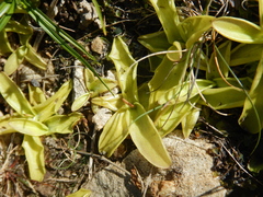 Pinguicula grandiflora