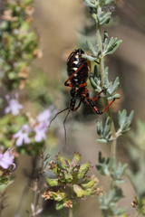 Rhynocoris cuspidatus