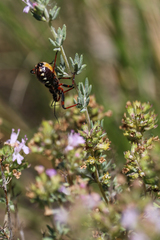 Rhynocoris cuspidatus