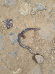 Atractus lasallei