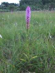 Gymnadenia densiflora