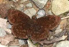 Bolla boliviensis