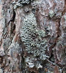 Hypogymnia farinacea