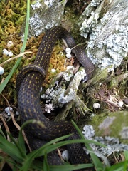 Atractus lasallei