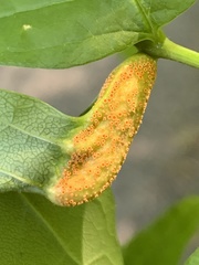 Puccinia sparganioidis