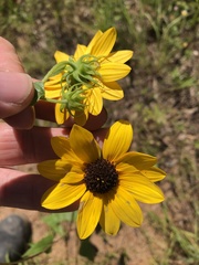 Helianthus debilis silvestris