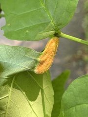 Puccinia sparganioidis