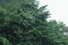 Bridelia micrantha