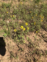 Helianthus debilis silvestris