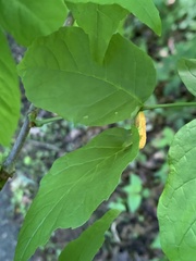 Puccinia sparganioidis