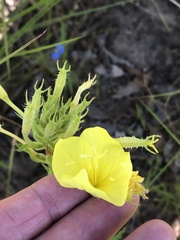 Oenothera heterophylla