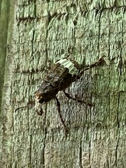 Eurymycter