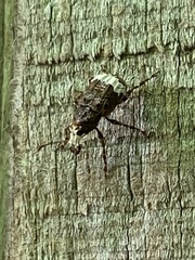 Eurymycter