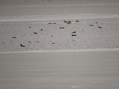 Podiceps occipitalis juninensis