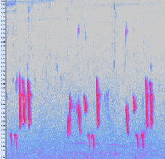 Pterorhinus chinensis