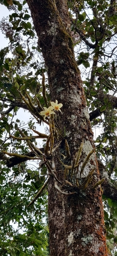 Dendrobium heterocarpum, photograph 5