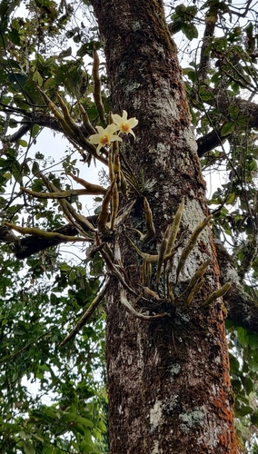 Dendrobium heterocarpum, photograph 6