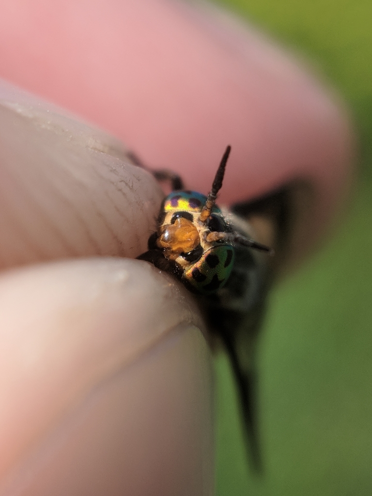 Bald Deer Fly