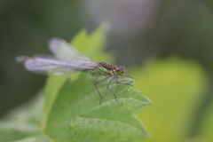 Erythromma najas
