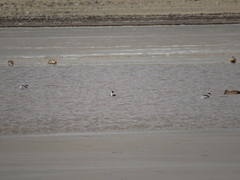 Podiceps occipitalis juninensis