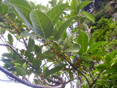 Ficus cumingii terminalifolia