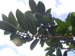 Ficus cumingii terminalifolia