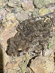 Oreobates quixensis