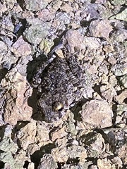 Oreobates quixensis