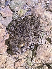 Oreobates quixensis