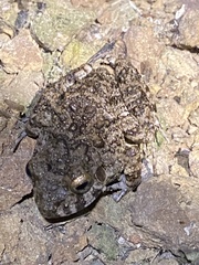 Oreobates quixensis