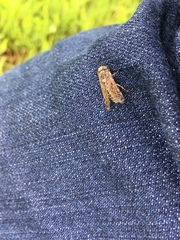 Haematopota pluvialis