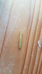 Cacoecimorpha pronubana