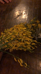 Laburnum anagyroides