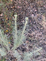 Rhopalomyia floccosa