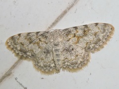 Scopula fibulata