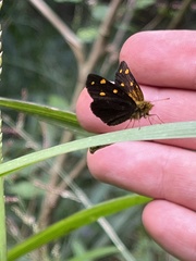 Metisella metis