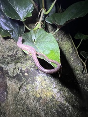 Oedipina parvipes