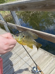 Lepomis gibbosus × cyanellus