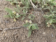 Astragalus peckii