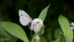 Pieris melete