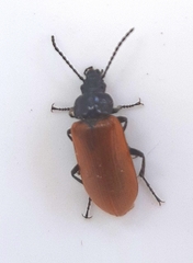 Omophlus lepturoides